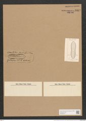 Dictyoneis panduraeformis Cleve (de-Toni-Nr.: Genus 2, Species 837) Zeichnungen Sammlung Grunow Nr. 1662 (NHMW-BOT-W0368518)